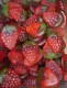 Capico Erdbeeren 100g Beutel